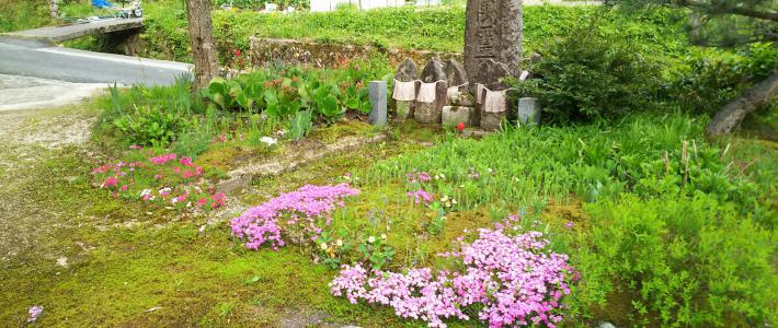 太陽の慈愛に、花がこたえている