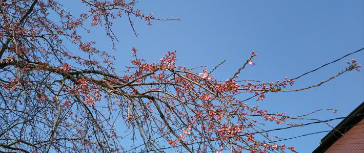 桜・開花宣言